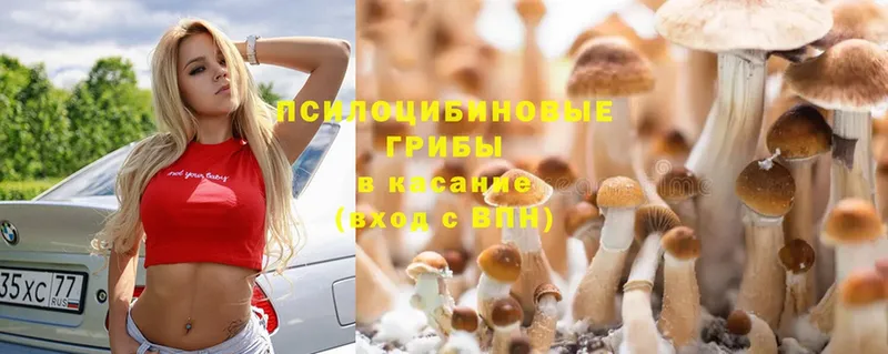 Псилоцибиновые грибы Psilocybe  Советский 